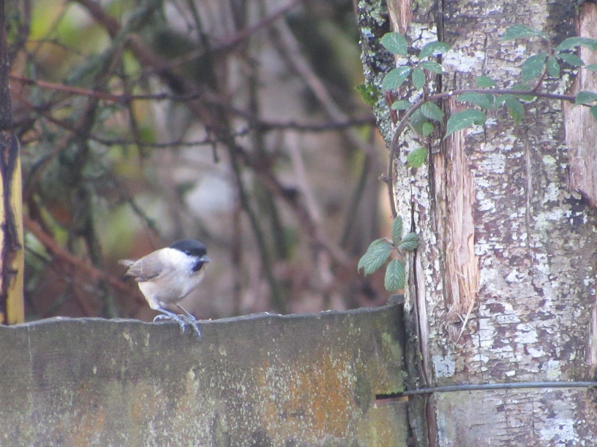 Marsh Tit - ML645008604