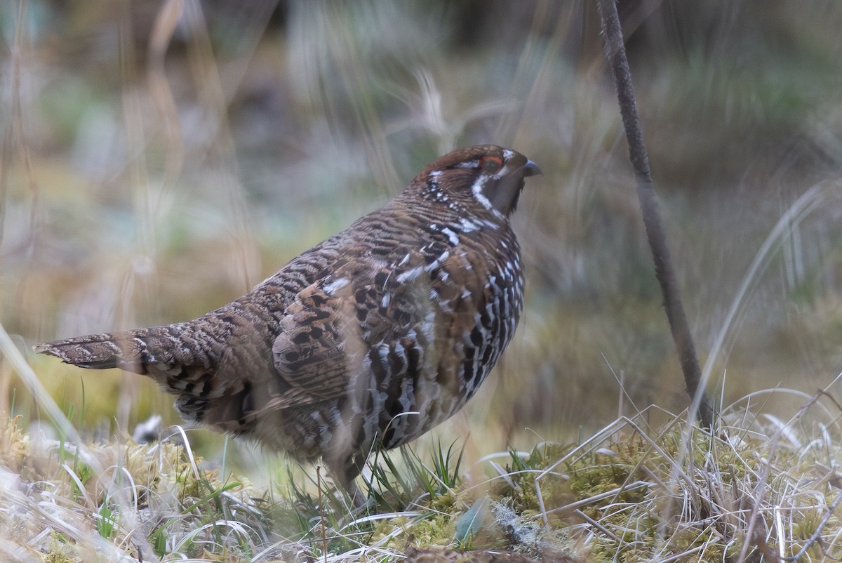 Chinese Grouse - ML645008614