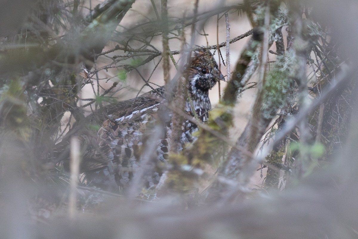 Chinese Grouse - ML645008615