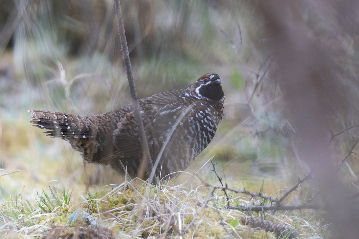 Chinese Grouse - ML645008616