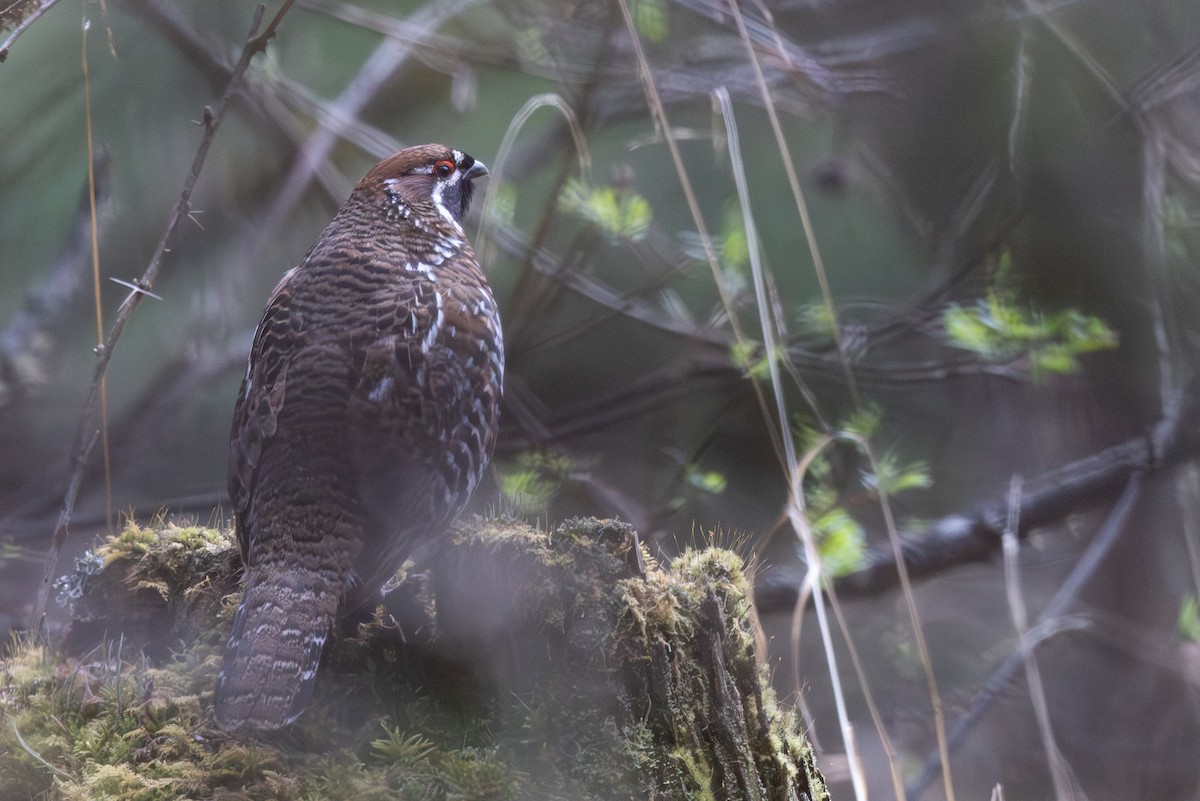 Chinese Grouse - ML645008617