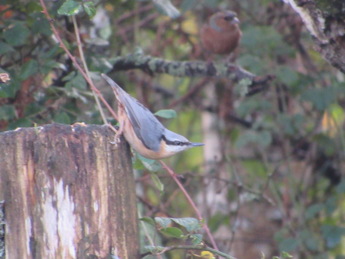 Eurasian Nuthatch - ML645008618