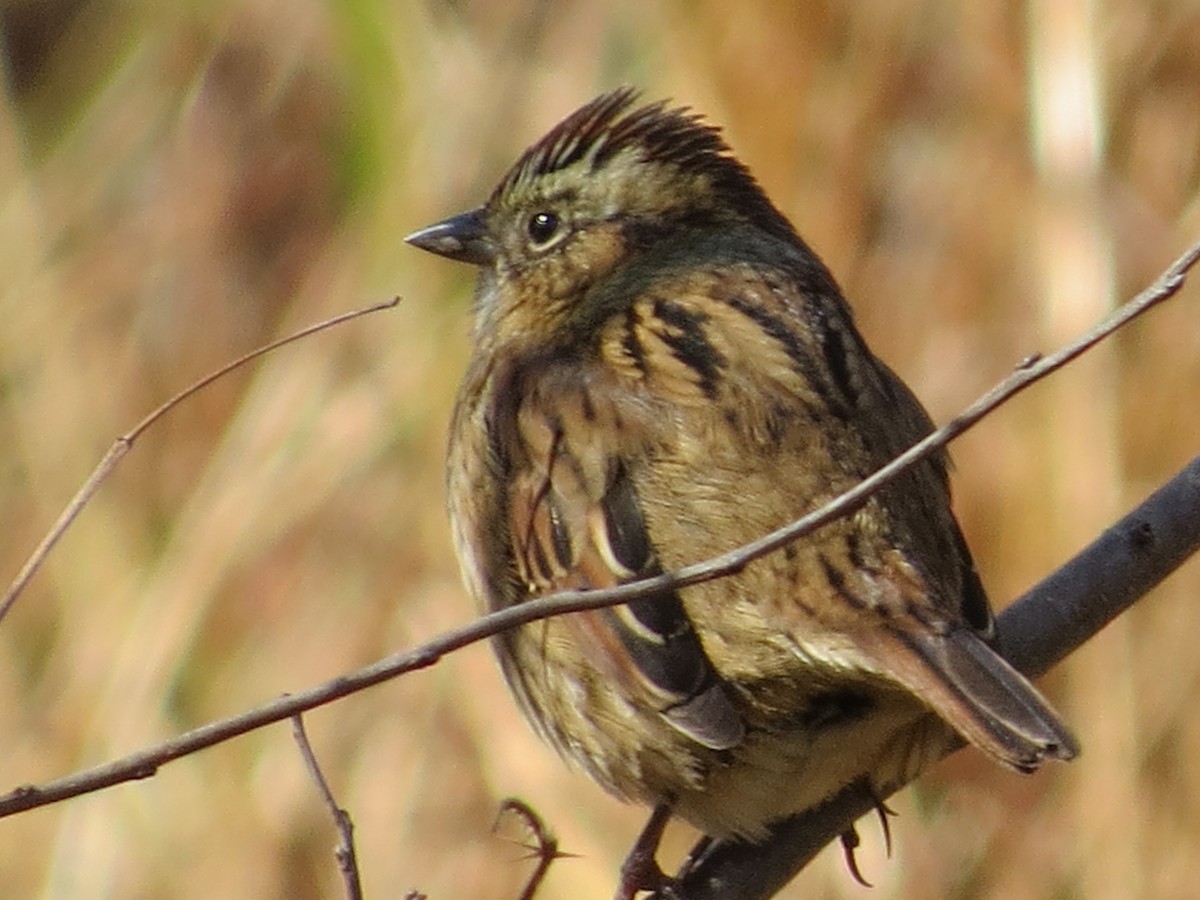 Swamp Sparrow - ML645008620
