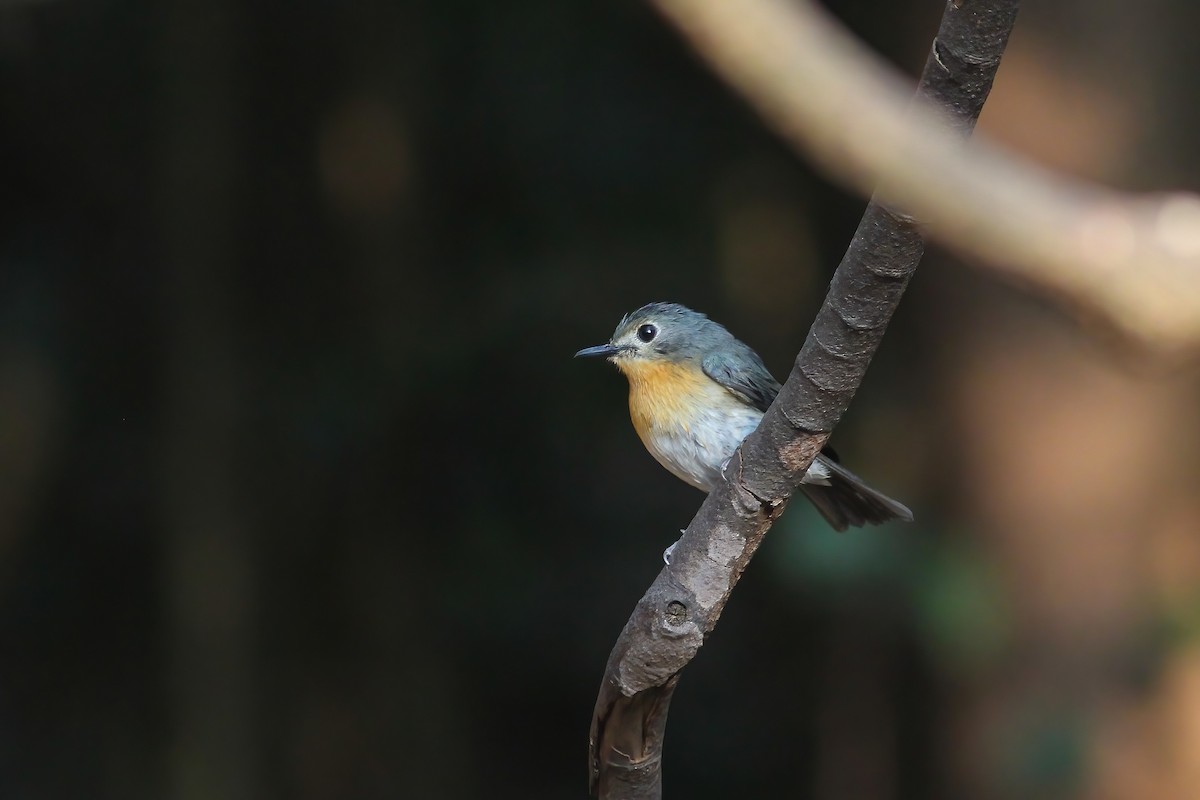 Indochinese Blue Flycatcher - ML645008623