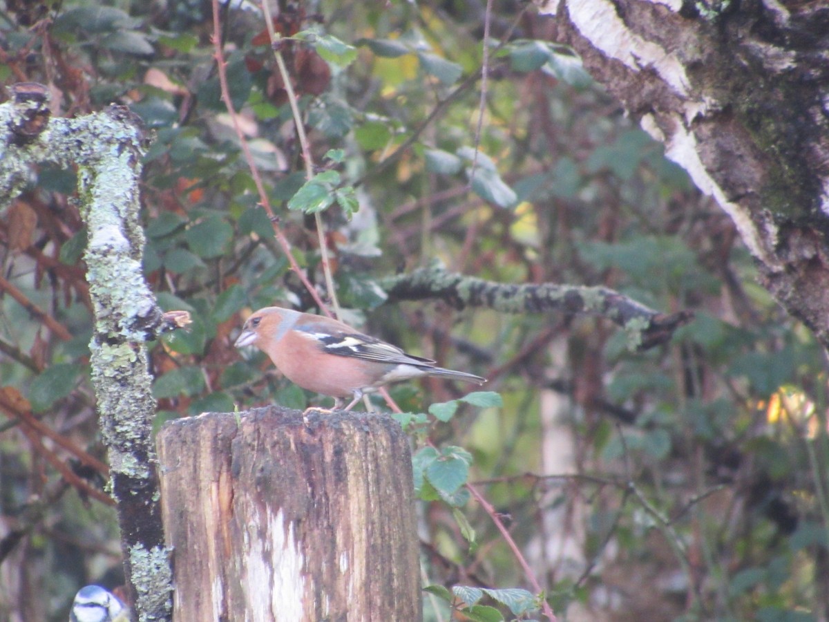 Common Chaffinch - ML645008638
