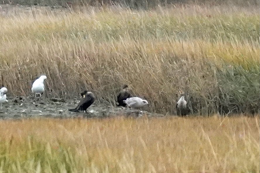 Double-crested Cormorant - ML645008666