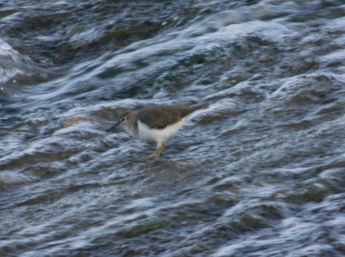 Хайргын хөгчүү - ML645008672