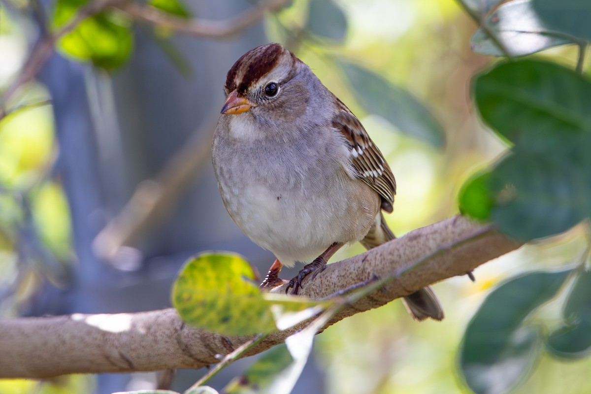 White-crowned Sparrow - ML645008681
