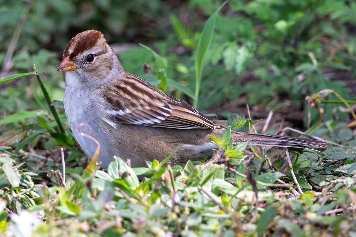White-crowned Sparrow - ML645008682