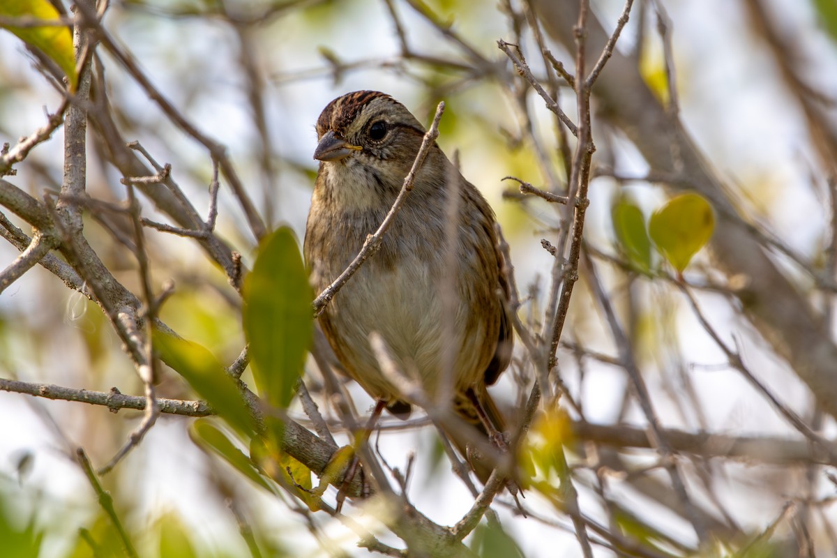 Swamp Sparrow - ML645008687