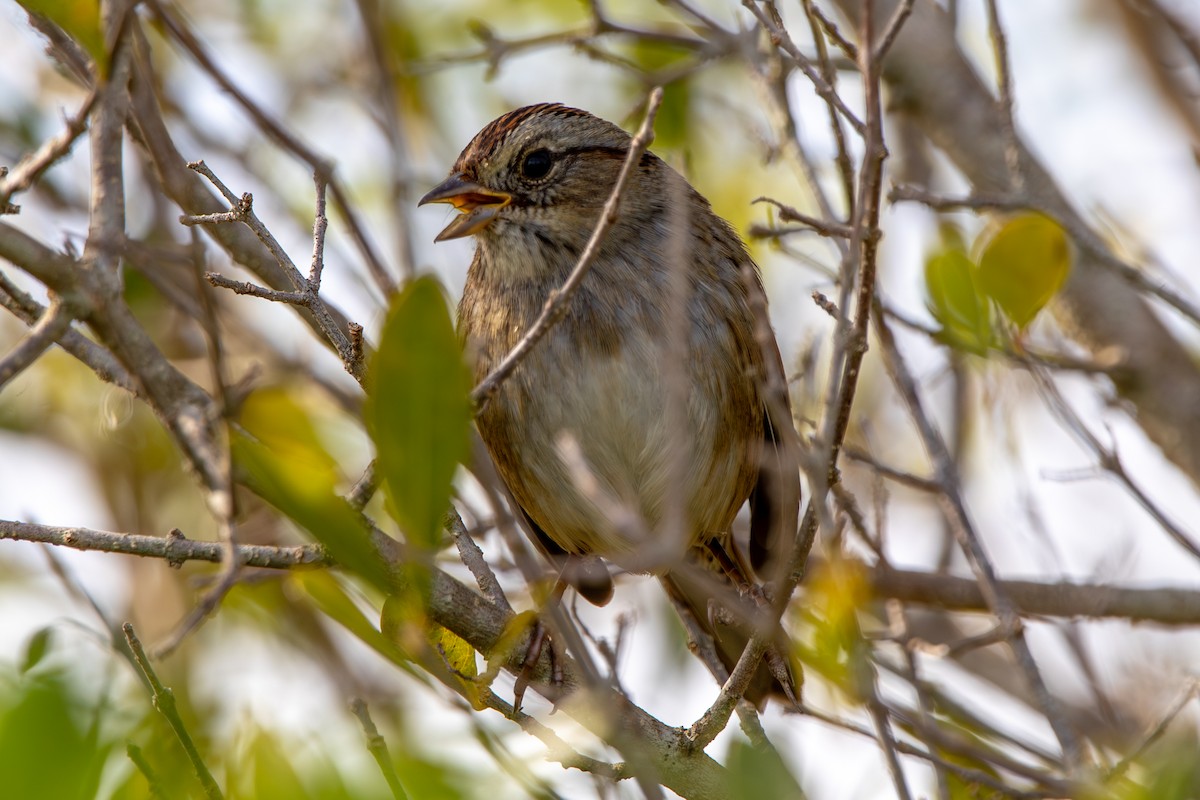 Swamp Sparrow - ML645008688