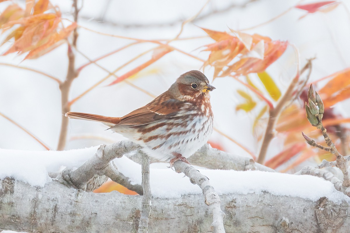 Fox Sparrow - ML645008689
