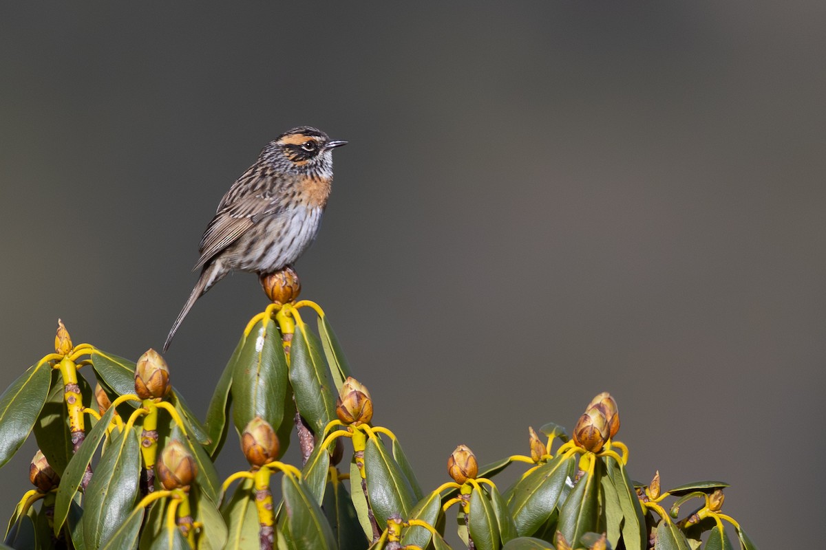 Rufous-breasted Accentor - ML645008692