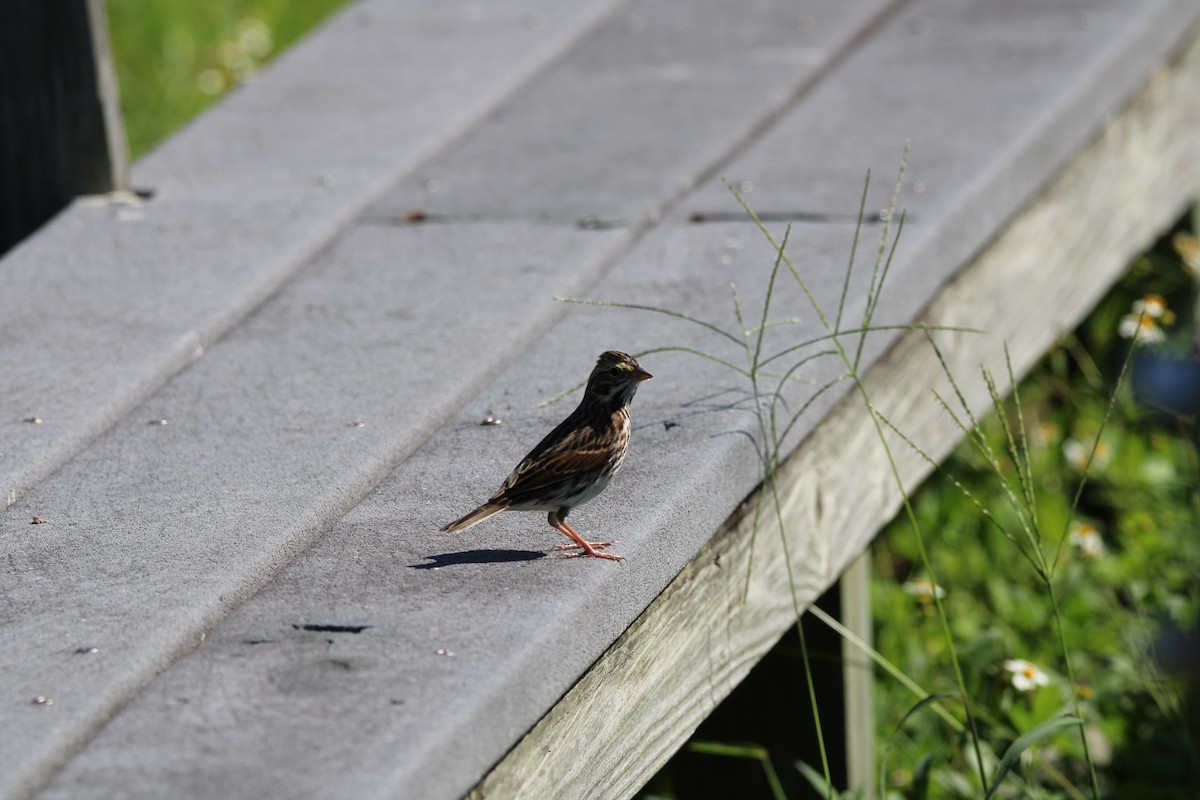 Savannah Sparrow - ML645008693