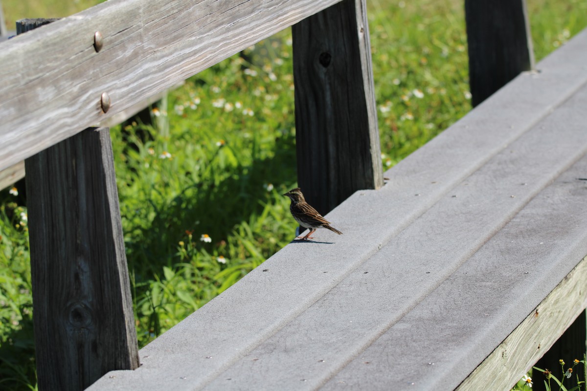 Savannah Sparrow - ML645008694