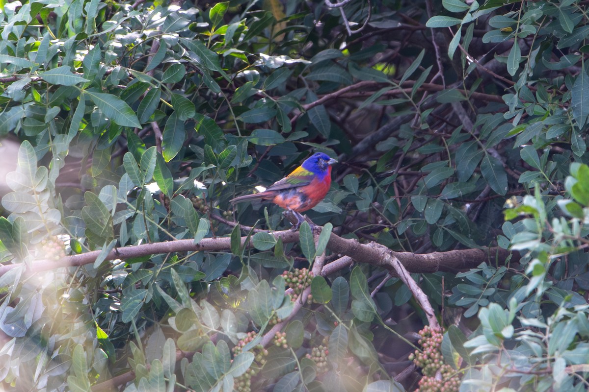 Painted Bunting - ML645008697