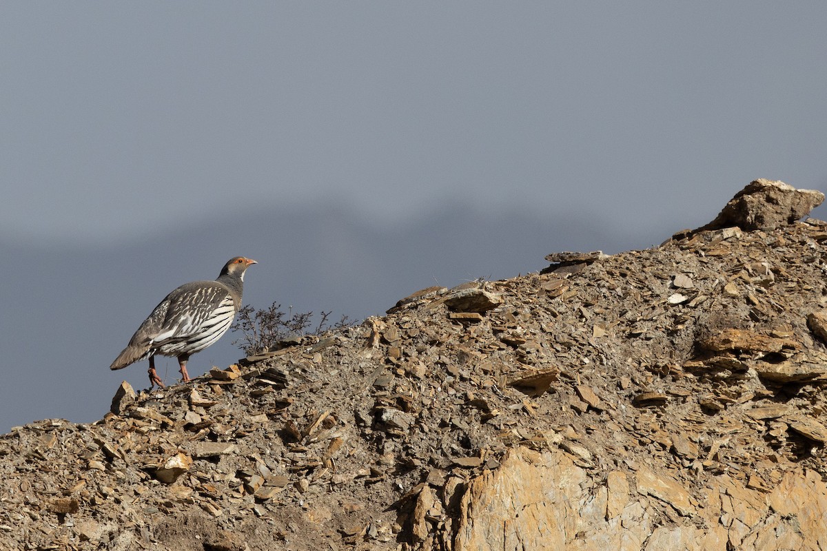 Tibetan Snowcock - ML645008700