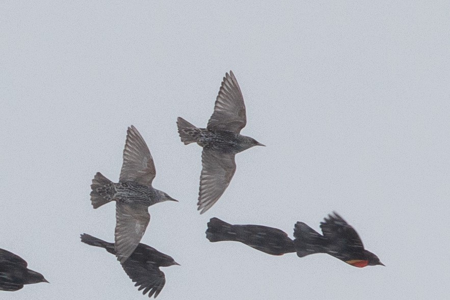 European Starling - ML645008709