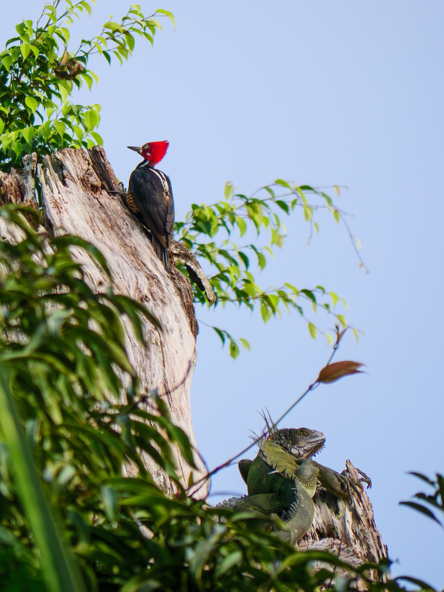 Crimson-crested Woodpecker - ML645008719