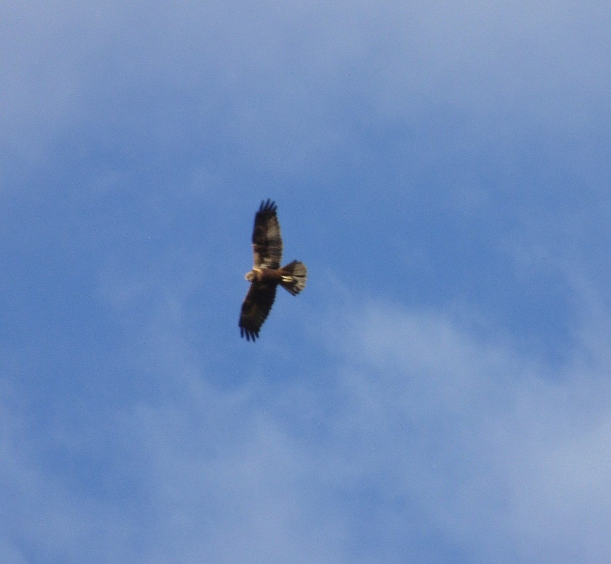 Намгийн хулд - ML645008720