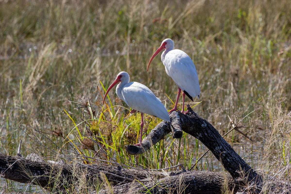 White Ibis - ML645008721