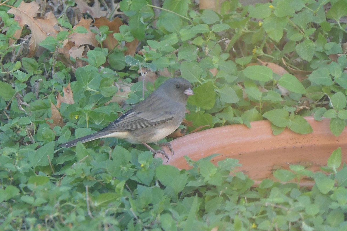 Junco Ojioscuro (Pizarroso) - ML645008724