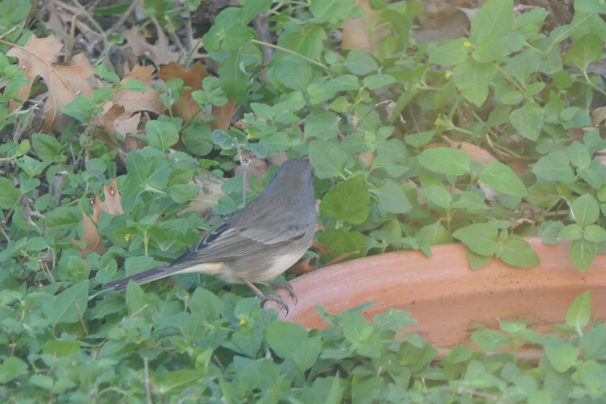 Junco Ojioscuro (Pizarroso) - ML645008725