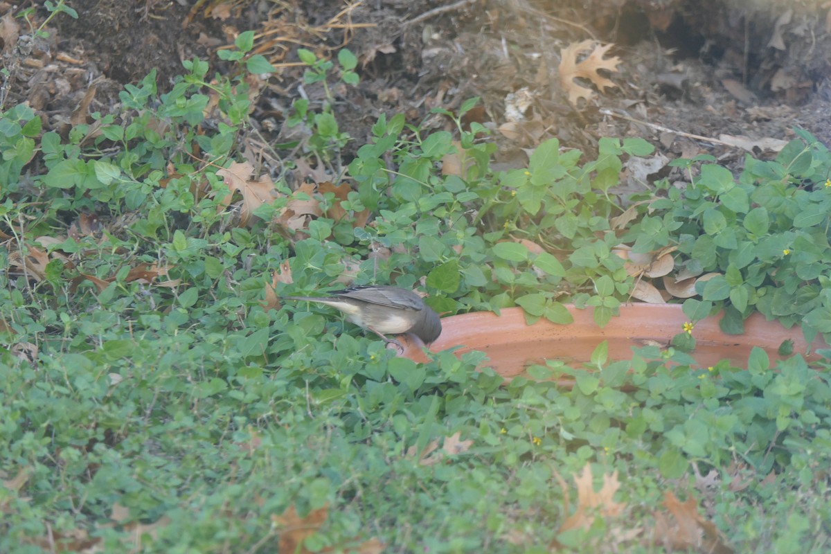 Junco Ojioscuro (Pizarroso) - ML645008726