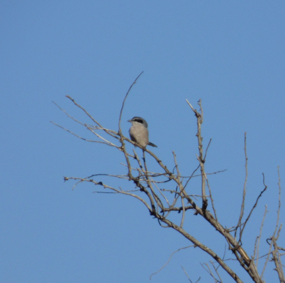 Alcaudón Real - ML645008727