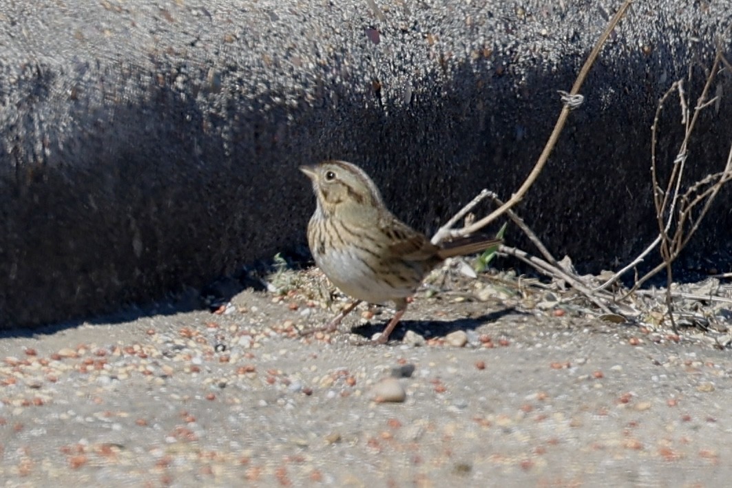 Chingolo de Lincoln - ML645008734