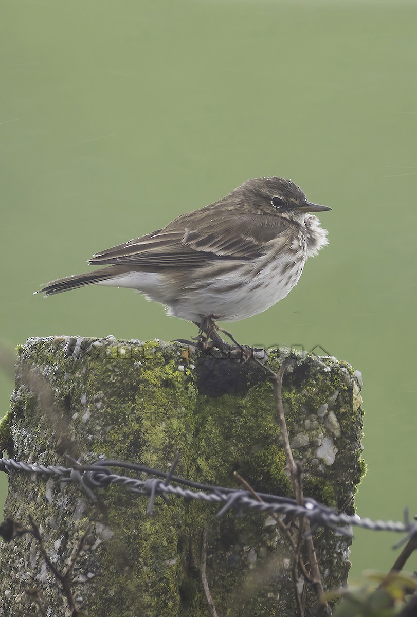 Bisbita Alpino - ML645008736