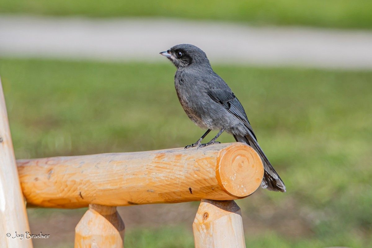 Arrendajo Canadiense - ML645008738