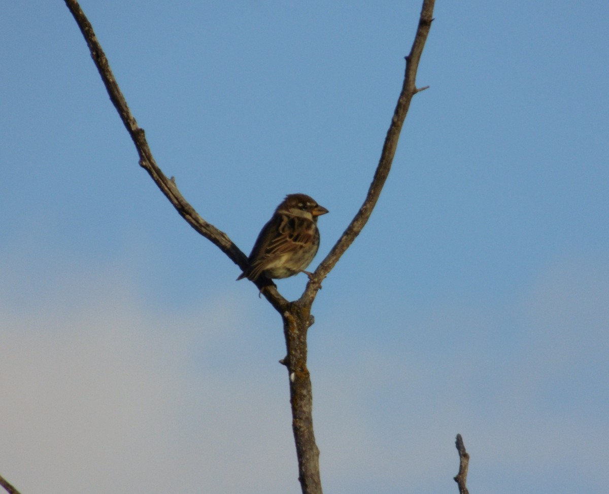 Gorrión Moruno - ML645008742