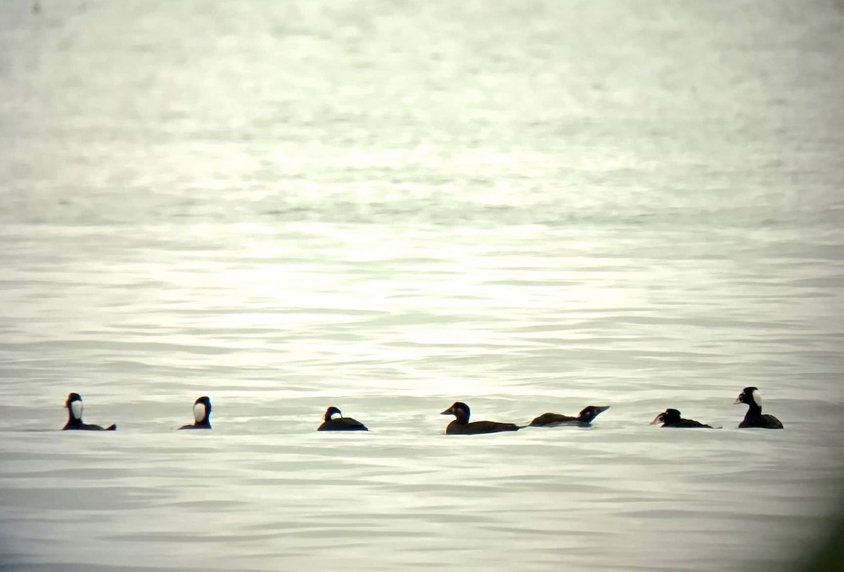 Negrón Careto - ML645008743