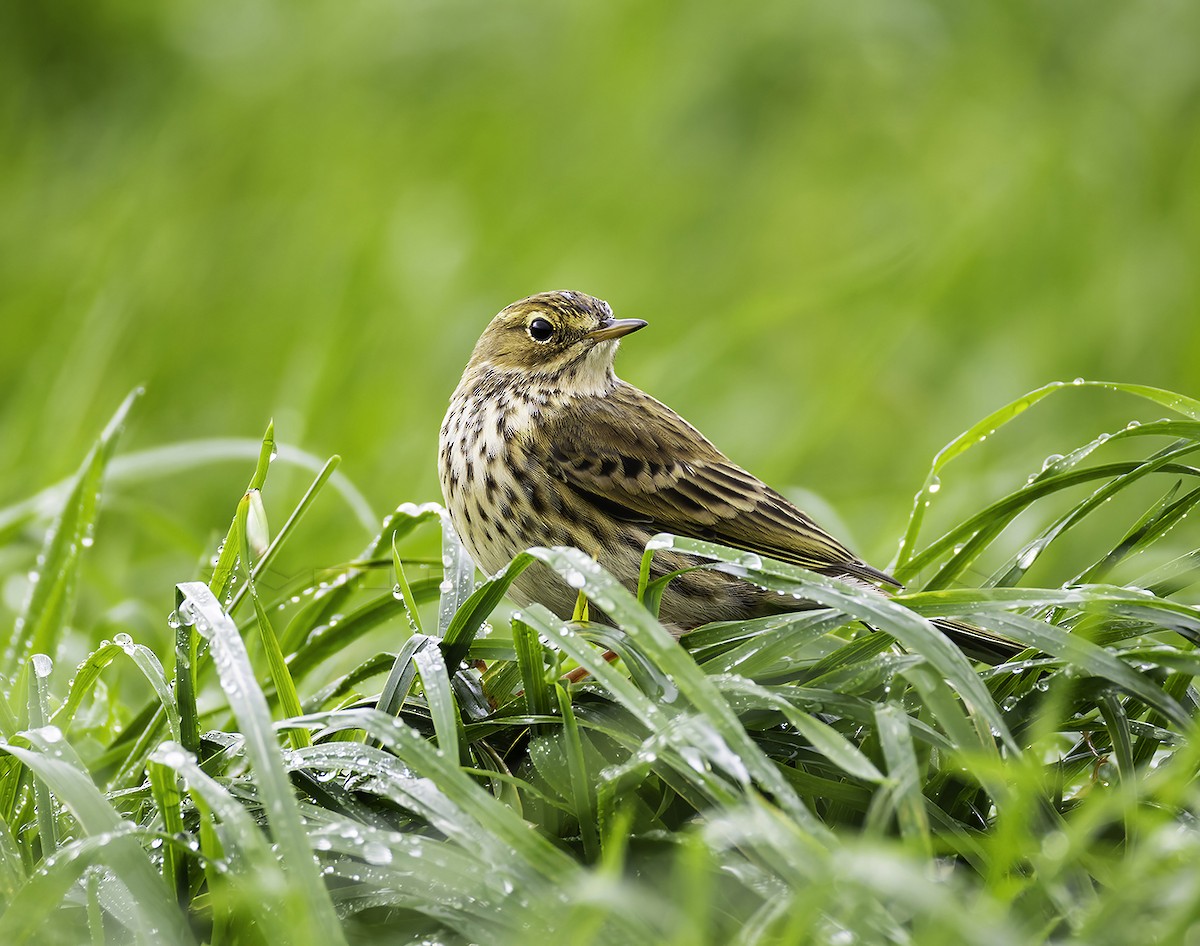 Bisbita Pratense - ML645008744