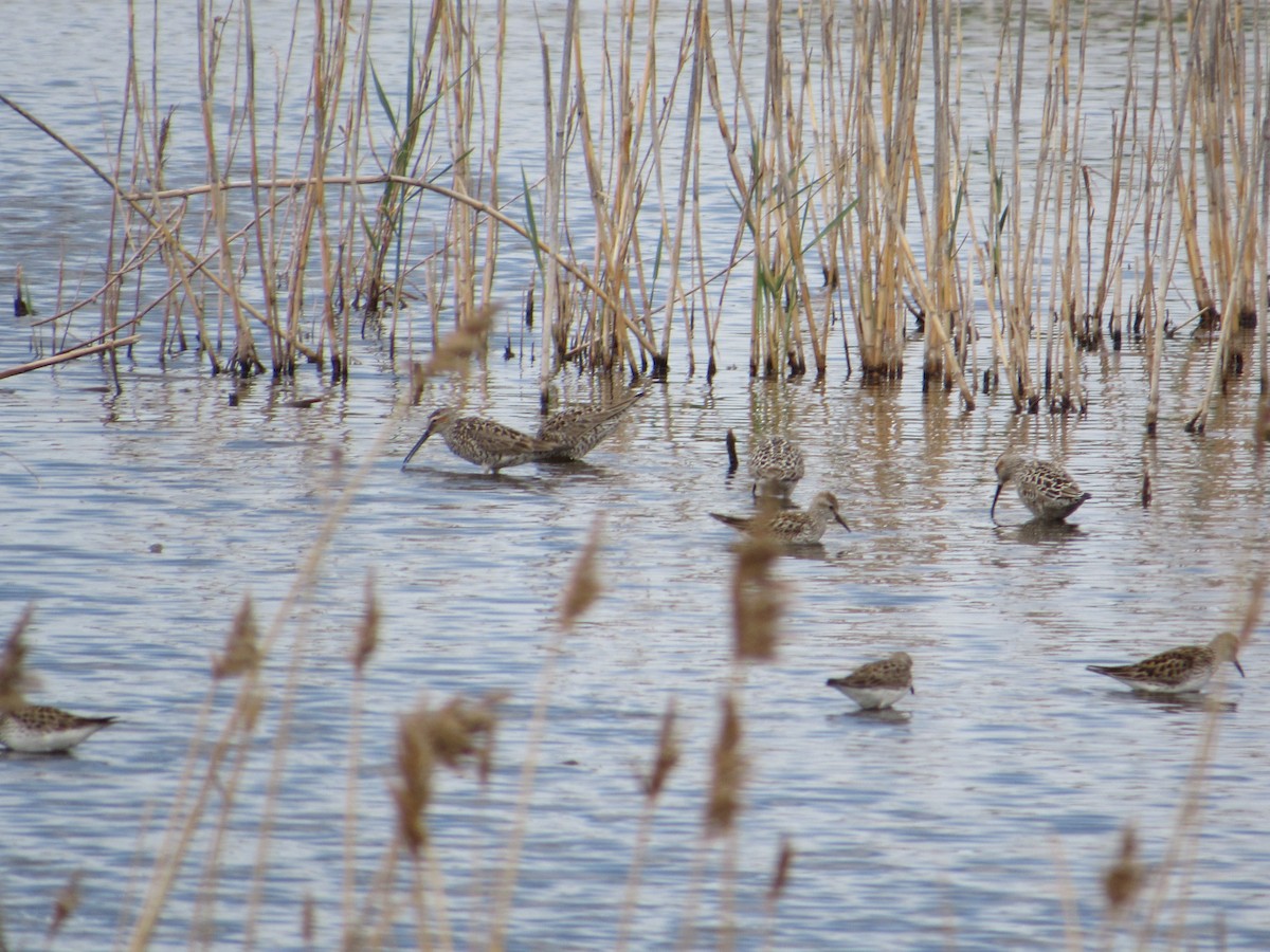 Agujeta Escolopácea - ML645008745