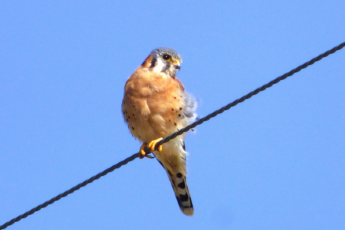 Cernícalo Americano - ML645008746