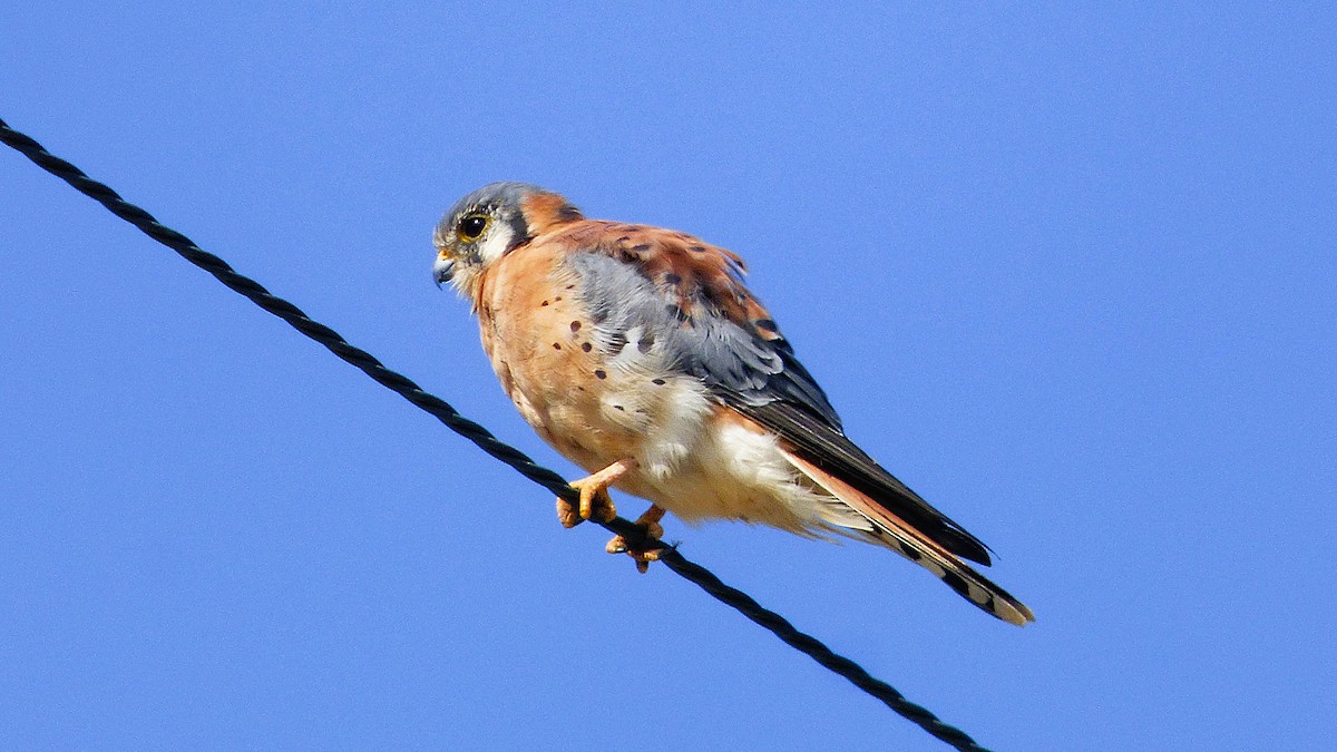 Cernícalo Americano - ML645008747