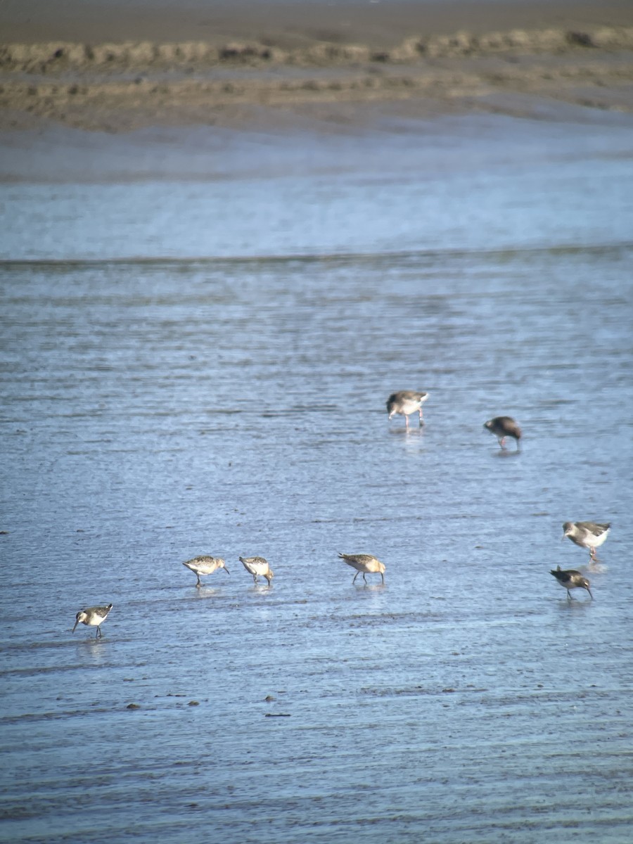 Correlimos Zarapitín - ML645008748