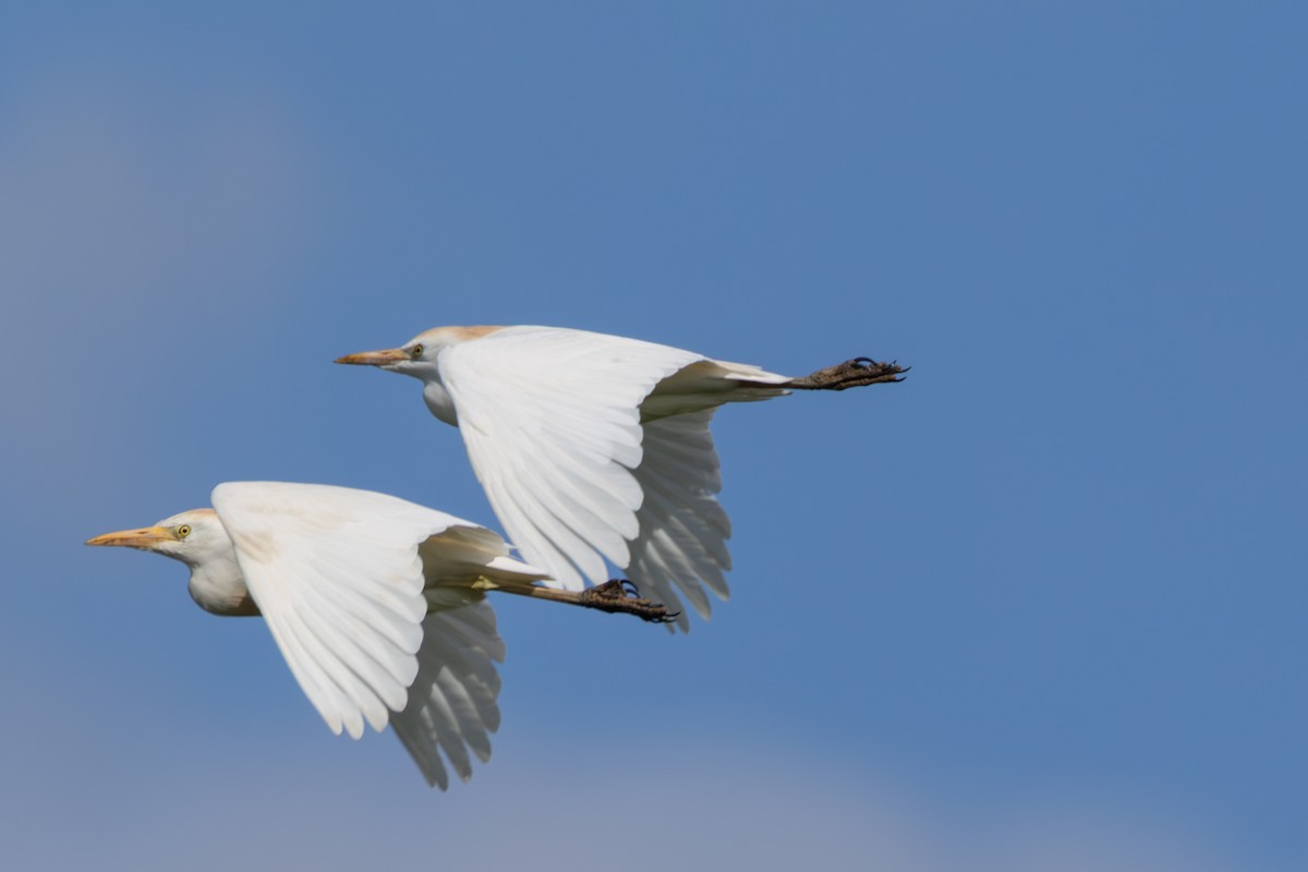 Garcilla Bueyera Occidental - ML645008750