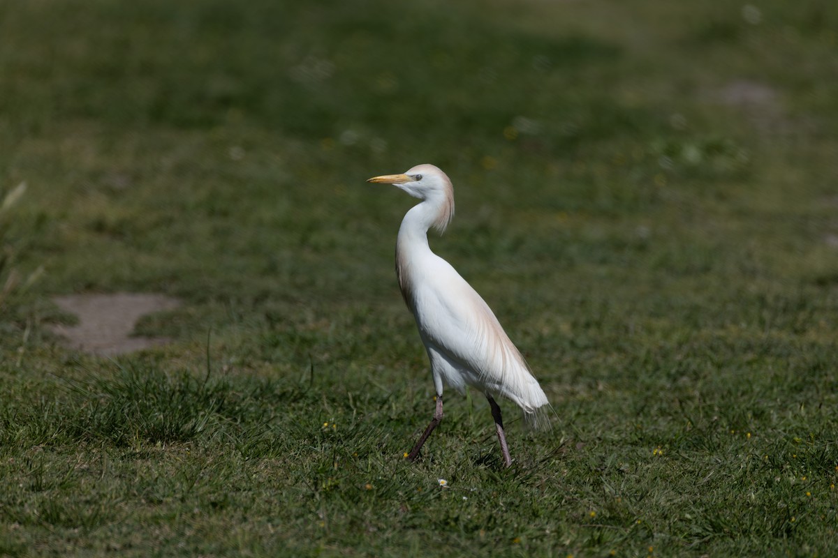 Garcilla Bueyera Occidental - ML645008751
