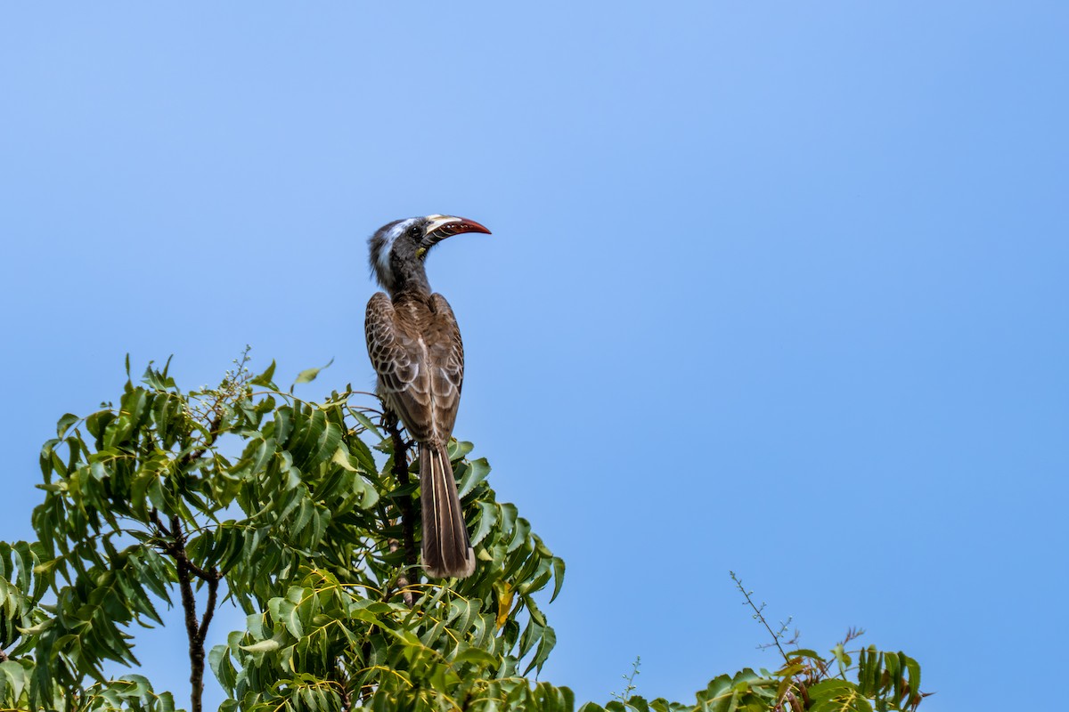 Toco Piquinegro - ML645008752