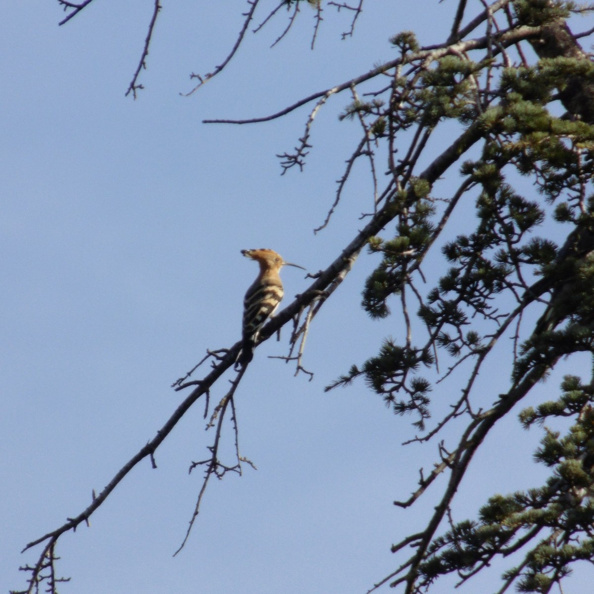 Abubilla Común - ML645008770