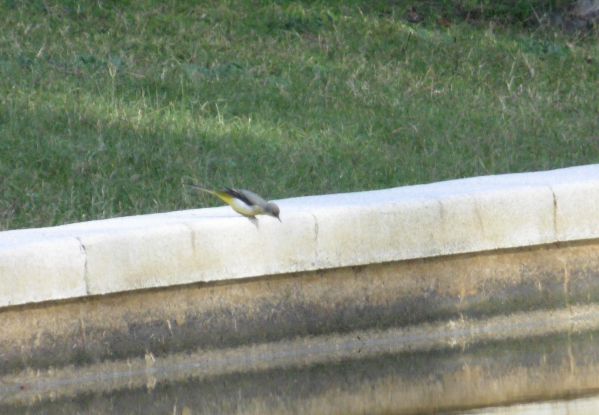 Уулын цэгцгий - ML645008776