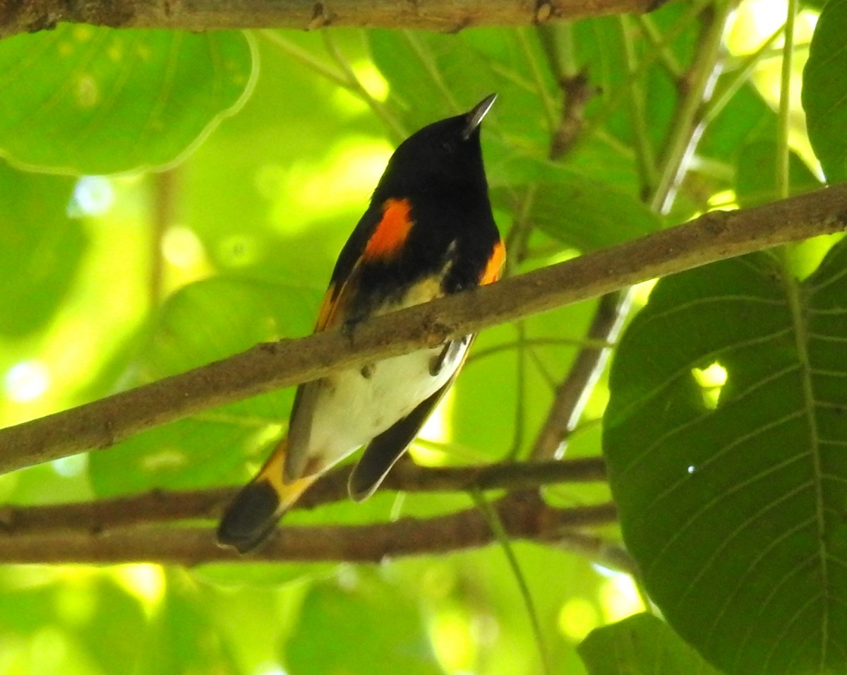American Redstart - ML645008796