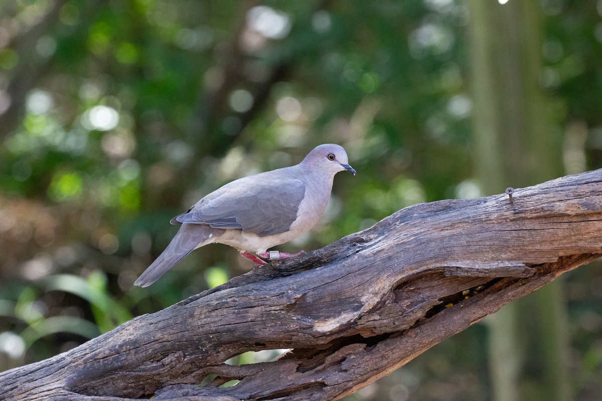 Белолобая голубка - ML645008807