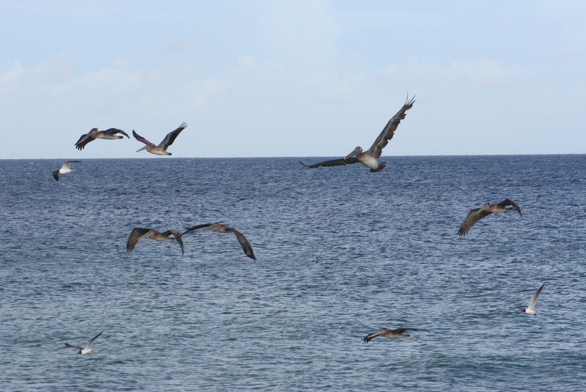 Бурый пеликан - ML645008810