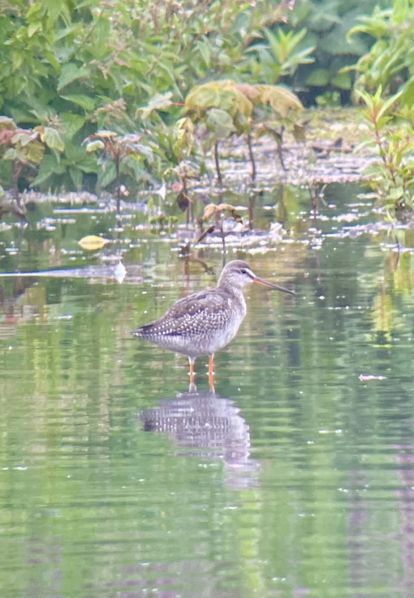 Щёголь - ML645008812