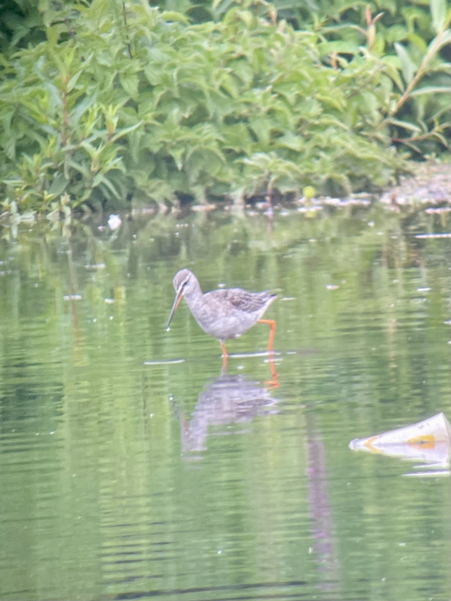 Щёголь - ML645008814