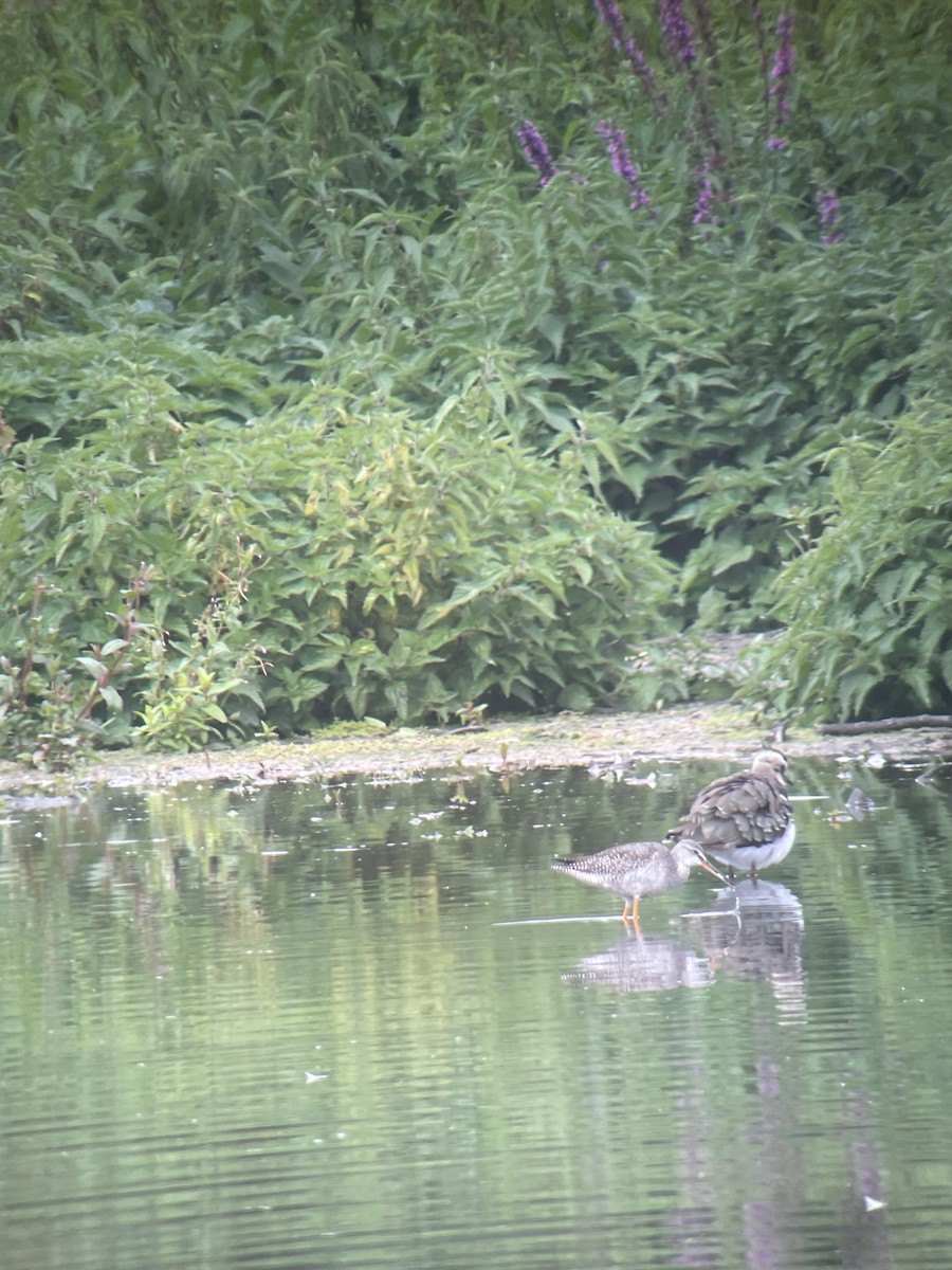 Щёголь - ML645008815